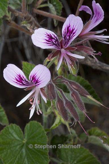 pelargonium cordatum 1 graphic